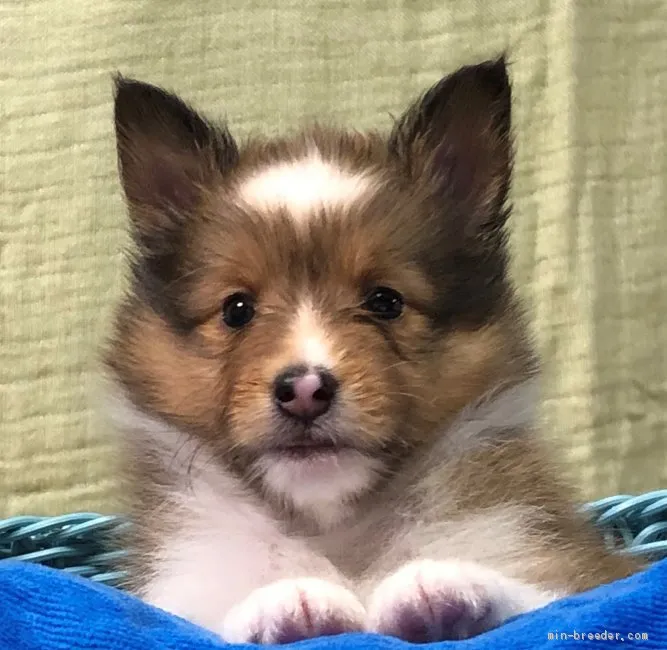 ID：2006-02981の子犬