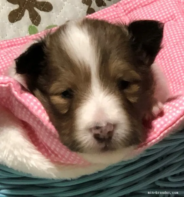 ID：2005-00487の子犬