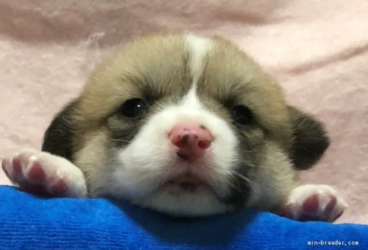 ID:2005-02066の子犬