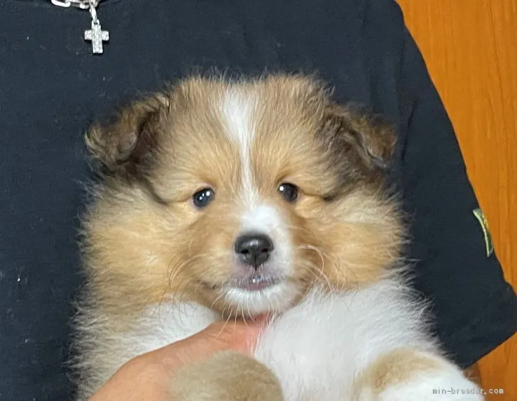 ID:2106-01298の子犬