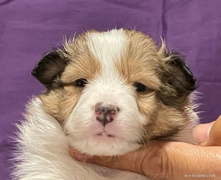 ID：2102-01757の子犬