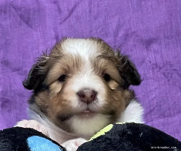 T.H 様のお迎えした子犬