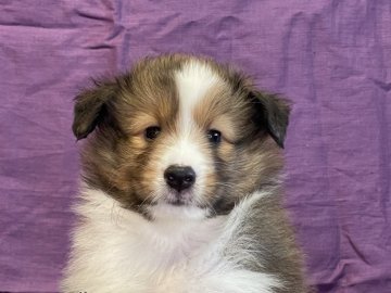 シェットランドシープドッグ【岡山県・男の子・2021年6月13日・セーブル&ホワイト】の写真「パパはJKC.CH優良血統✨性格明るいイケメン君」