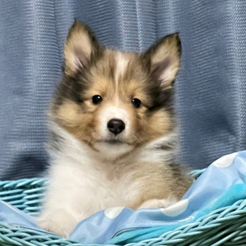 シェットランドシープドッグ【岡山県・男の子・2022年4月19日・セーブル&ホワイト】の写真「パパはINT.CHの優良血統✨可愛い男の子」