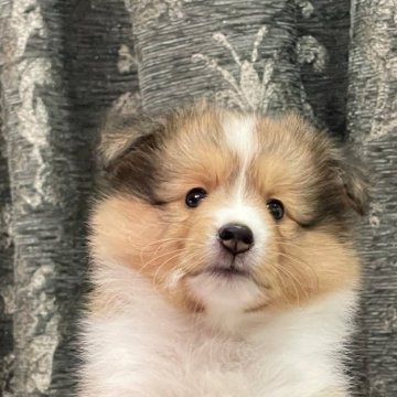 シェットランドシープドッグ【岡山県・女の子・2023年6月20日・セーブル&ホワイト】の写真「人懐こい性格の超かわ女の子✨」