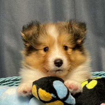 シェットランドシープドッグ【岡山県・男の子・2022年5月17日・セーブル&ホワイト】の写真「つぶらな瞳が可愛い💛甘えん坊な男の子💛」