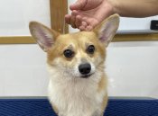 ウェルシュ・コーギー・ペンブローク【・女の子・2021年3月26日・レッド&ホワイト】