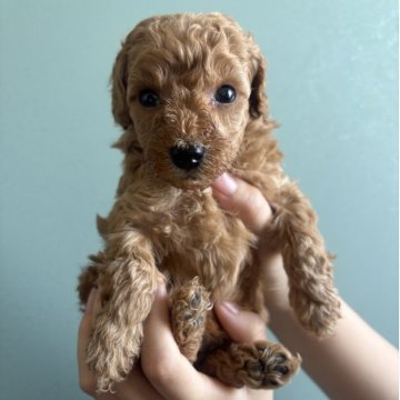 トイプードル(トイ)【福岡県・女の子・2025年10月31日・アプリコット】の写真「とてもかわいい女の子」