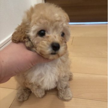 トイプードル(タイニー)【福岡県・女の子・2025年10月31日・アプリコット】の写真「とてもかわいい女の子」