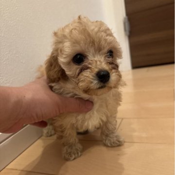 トイプードル(タイニー)【福岡県・女の子・2025年10月31日・アプリコット】の写真「とてもかわいい女の子」