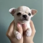チワワ(スムース)