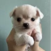 チワワ(ロング)