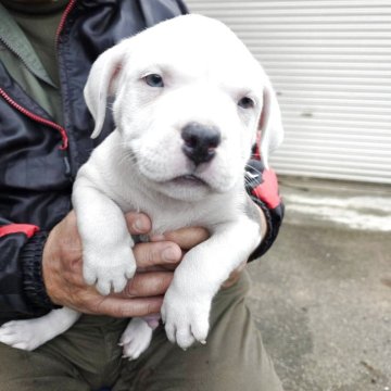 アメリカンブリー【静岡県・男の子・2025年9月26日・ホワイト & ブルー】の写真「兄弟の中で、一番大きい子供、1ヶ月で3.2kgです」