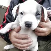 アメリカンブリー【静岡県・男の子・2025年9月26日・ホワイト & ブルー】の写真1「兄弟の中で一番小さい子ですが、スクスク成長中です。」