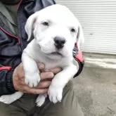 アメリカンブリー