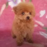 ティーカッププードル【岩手県・女の子・2025年7月7日・レッド】の写真5