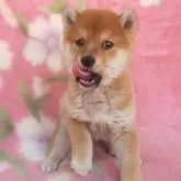 豆柴【岩手県・男の子・2025年3月3日・赤】の写真11「ぺろりん犬！」