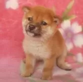 豆柴【岩手県・男の子・2025年9月10日・赤】の写真2