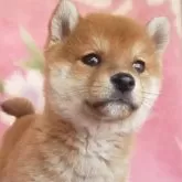 豆柴【岩手県・男の子・2025年3月3日・赤】の写真7