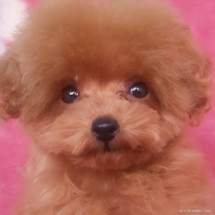 ブリーダー画像