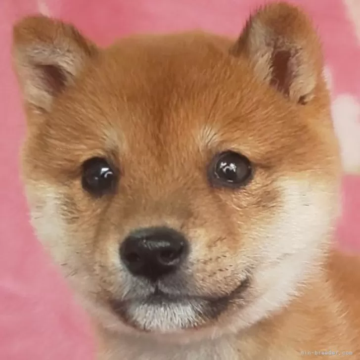 ID:2501-06498の子犬