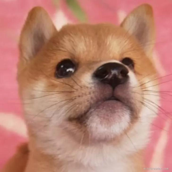 ID:2409-07637の子犬