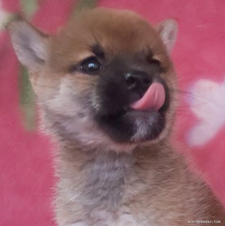 ブリーダー画像