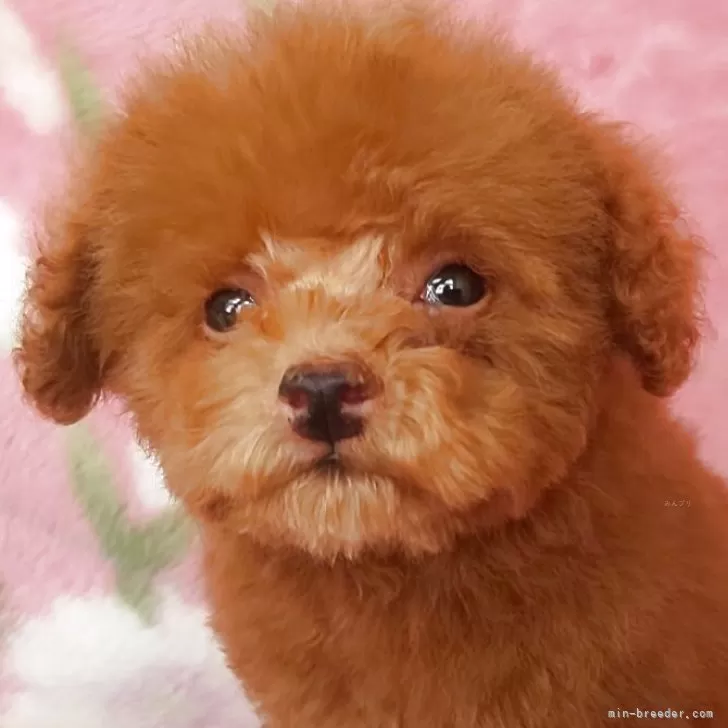ID：2502-05052の子犬