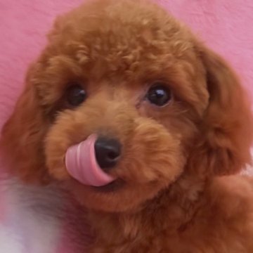 トイプードル(ティーカップ)【岩手県・女の子・2024年6月25日・レッド】の写真「性格良好1.8kg 3月末販売終了、お早めに連絡を」