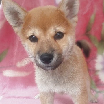 柴犬(豆柴)【岩手県・男の子・2025年7月18日・赤】の写真「性格温厚な甘えん坊! 兄弟最小」