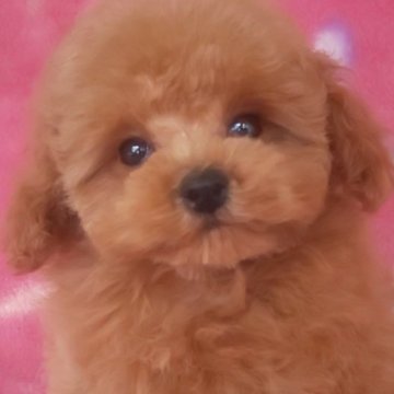 トイプードル(ティーカップ)【岩手県・女の子・2025年7月22日・レッド】の写真「お顔も上品で明るい子 10/28現在520g」