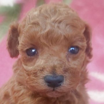 トイプードル(タイニー)【岩手県・男の子・2025年10月18日・レッド】の写真「クリスマスに間に合います。 現在430g」