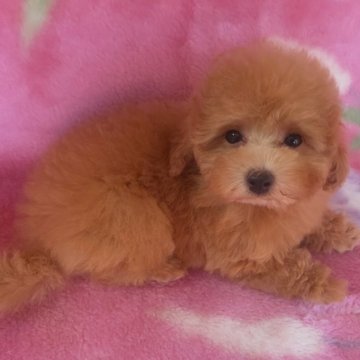 トイプードル(タイニー)【岩手県・女の子・2025年7月22日・レッド】の写真「お顔も上品で明るい子 10/28現在750g」