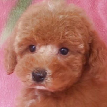 トイプードル(タイニー)【岩手県・男の子・2025年7月15日・レッド】の写真「お顔も上品で明るい子 9/17現在700g」