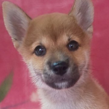 豆柴【岩手県・男の子・2025年7月18日・赤】の写真「9/29 1.2kg性格温厚な甘えん坊! 兄弟最小」