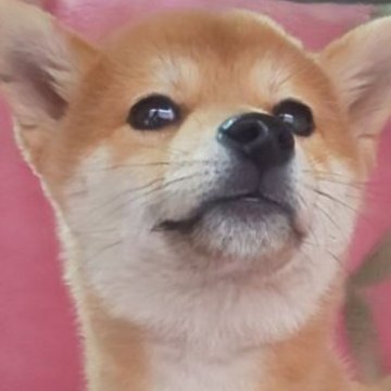 豆柴【岩手県・男の子・2025年3月3日・赤】の写真「優しく綺麗な豆柴、4.5kg種牡クラス上質な子です」