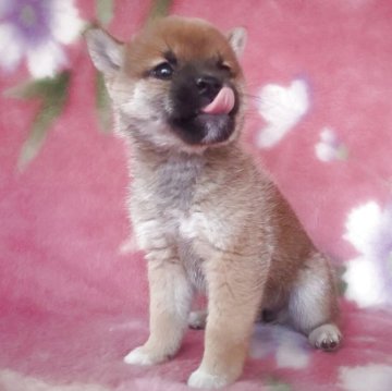 柴犬(豆柴)【岩手県・女の子・2025年9月6日・赤】の写真「古風凛とした三姉妹。小しさNo1!」