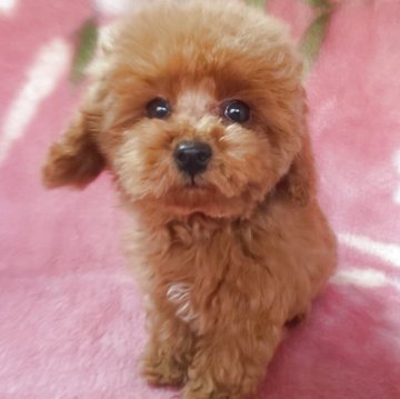 トイプードル(タイニー)【岩手県・男の子・2025年8月18日・レッド】の写真「天然王子明るく聡明 11/22現在700g」