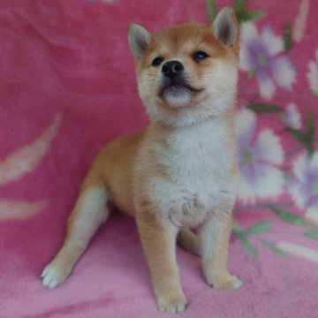 柴犬(豆柴)【岩手県・女の子・2026年3月27日・赤】の写真「おもしろい子、美しくもあり一緒にいて楽し子です😊」