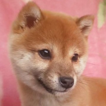 豆柴【岩手県・男の子・2024年12月1日・赤】の写真「6/25 3.2g性格温厚な甘えん坊!容姿端麗!」