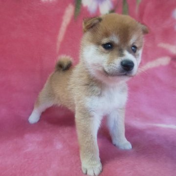 柴犬(豆柴)【岩手県・男の子・2025年8月28日・赤】の写真「当犬舎最高レベルの子に成長します。現在700g」