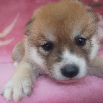 柴犬(豆柴)【岩手県・男の子・2025年8月28日・赤】の写真「当犬舎最高レベルの子に成長します。現在700g」