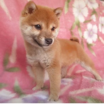 柴犬(豆柴)【岩手県・男の子・2024年12月1日・赤】の写真「9/13 4.8g性格温厚な甘えん坊!容姿端麗!」