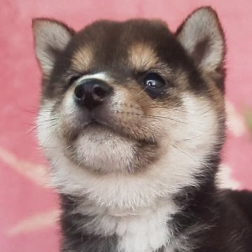 柴犬(豆柴)【岩手県・男の子・2025年3月3日・黒】の写真「ジョンじゃんよー！海辺の犬みたいな感じになると予想」