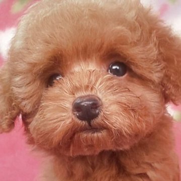 トイプードル(タイニー)【岩手県・男の子・2025年8月18日・レッド】の写真「ぴょん²王子明るく楽しい 10/28現在750g」