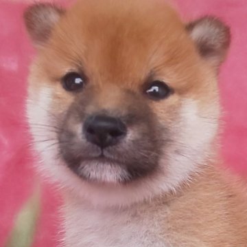 柴犬(豆柴)【岩手県・男の子・2025年9月10日・赤】の写真「古風な魅力、武士のような子、お探しの方必見!」