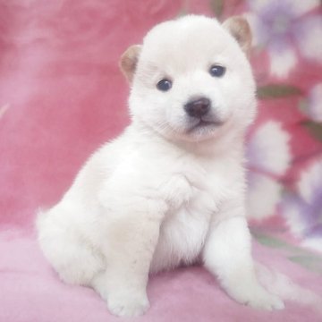 柴犬(豆柴)【岩手県・男の子・2025年9月6日・白】の写真「白熊の男の子、お探しの方必見!成長をお楽しみに!」