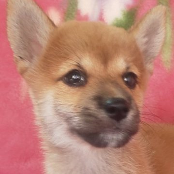 柴犬(豆柴)【岩手県・男の子・2025年7月18日・赤】の写真「9/6 1kg性格温厚な甘えん坊! 兄弟最小」