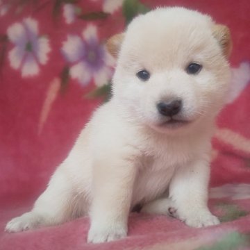 柴犬(豆柴)【岩手県・男の子・2025年9月6日・白】の写真「白熊の男の子、お探しの方必見!成長をお楽しみに!」