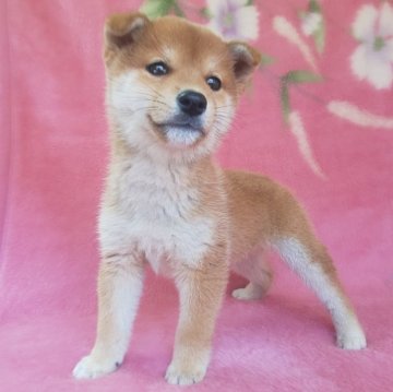 豆柴【岩手県・男の子・2025年3月3日・赤】の写真「優しさあふれる綺麗な豆柴、個性あふれる上質な子です」